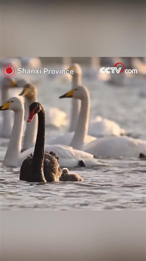 6.3K views · 129 reactions | The first naturally hatched black swan...