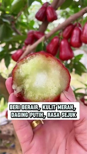 JAMBU AIR MERAH AN PHƯOC F1 - PRODUK HEBAT DARI KAWIN #jambu #anakpokok #pokokbuah #pertanian