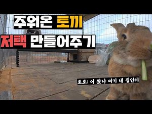 농기구 맞고 실려갔던 토끼, 치료해주고 대저택 만들어주기