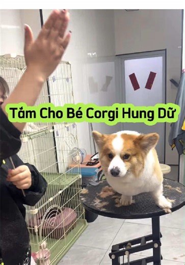 Tắm cho bé Corgi hung dữ