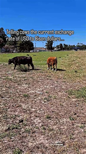 Telling cows the current exchange rate of USD to Bison dollars (Part 3) #bisondollars #exchangerate
