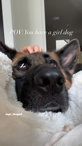 Girl dog is just DIFFERENT 💅Life with a girl dog means endless cuddles, extra sass, and a best friend who always has your back 💗 What’s your experience with your fur babies? 🐾 🐾 🐾 #jupi_thegsd #GirlDogLife #DogMom #DogDad #DogLover #FurryQueen #DogsOfInstagram #PawLove #PetLife #DogLife #InstaDog #PuppyLove #DogCuddles #FurryFriends #DogDays #DogMomLife #DogDadLife #GirlDog #MyBestFriend #DogAdventures #CuteDogs #PuppyEyes #LoveMyDog #FluffyPup #DogSass #DoggieStyle #DogVibes #GirlAndHerDog