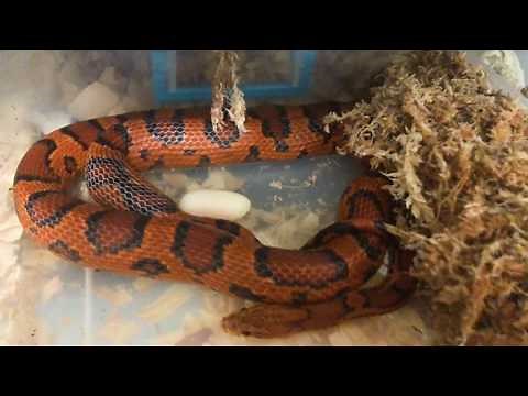 Corn Snake Laying Eggs