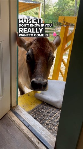23K views · 7.9K reactions | Maisie was pretty sure she wanted to come in. But the pigs were in the middle of eating dinner which is always chaos. And the couch would be in her way. We really need to work on making the house ready for big guests. #cow #cows #cowsofig #cowsofinstagram #cowofig #cowofinstagram #cowoftheday #jennathecalfwholived #lifewithpigs | Life With Pigs | Facebook