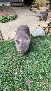 I get asked about this sound a lot. Teaches me not to take it for granted that everyone knows but this is how I call them. When you hear Louis “talking”… that’s his conversational voice.. answering my call Next video shows their burrow. They spend most of daytime outside and loves this burrow. They have learned it’s where safety is. Even if I’m nearby, they will bolt into the burrow at every strange sound. That’s perfect behaviour. Spending so much time outside is good as they are mostly grazing