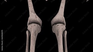 Human Body Skeleton 3D View from Feet to Skull Head in cluding Knees Hips Spine Rib Cage - 3D Medical Animation