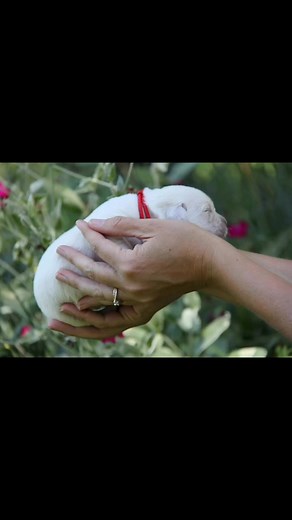 Maggie from newborn to 5 months old. #laugh #lab #lablove #labrador #englishlabrador #labpuppy #englishlab #labradorsofinstagram #labsofinstagram #labradorable | Serenity Labradors