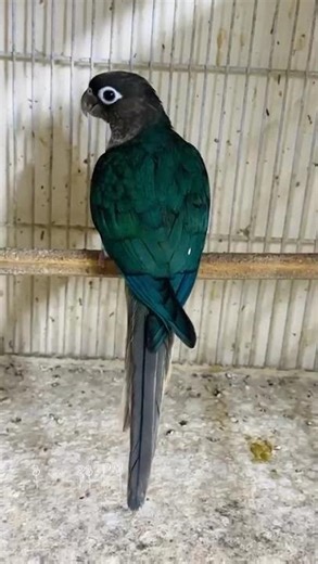 Rainbow Feathers: Stunning Blue Parrot Captured on Camera! 🐦🌟 #dalimsharma