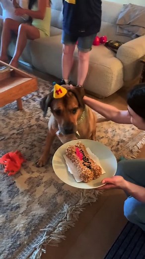 Dogs Enjoy Cake: Hilarious Moments!