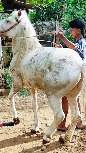 KUDA PUTIH BARU 1 MINGGU! SUDAH BISA MENARI 😱🐎