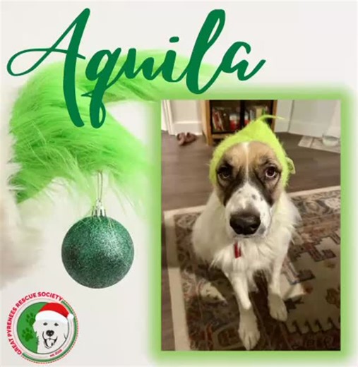 💚 AQUILA My name is Aquilla, but my foster family calls me Hamish. Born around May 2020, I’m a big, goofy, show-stopping lover boy that hasn’t yet met a person that I don’t like. Although I love to play with my foster fur sister, humans are still my favorite species. As long as you have an extremity to pet me or a lap to snuggle up against, I’ll melt right into you (or just nudge myself between your legs to make sure you know I want attention). I would be happy with only humans in my furever ho