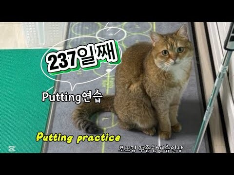 🐈 퍼팅 237일째 로즈킴의 실내 퍼팅 연습 Live 꾸준한 반복연습 steady repetitive practice
