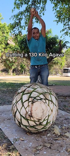 Cutting an agave as big as the 🌎. #agave #agavero #puertovallarta #finca18 #distillery #distilling #distillation #agavespirits #mezcal #tequila #raicilla #jalisco