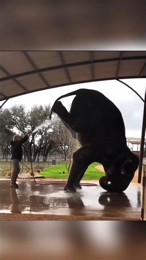 Elephant Facts That Will Blow Your Mind! 🐘😱 #elephantfact #animalfacts #cutepets