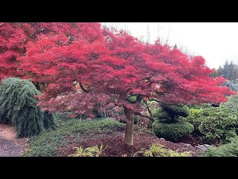 RED SELECT JAPANESE MAPLE