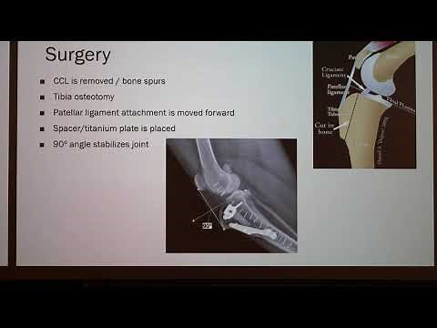 Tibial Tuberosity Advancement (TTA) Surgery in Dogs