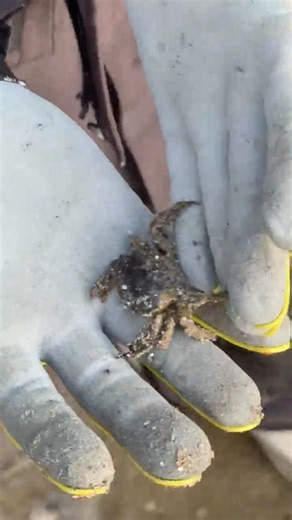 Find Mud Crabs for Sheepshead FAST