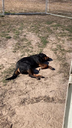 64K views · 1.8K reactions | Charging up ☀️藍 | Growler Rottweilers | Facebook