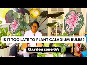 New Caladium Bulbs From Proven Winners | Caladium Plant Care | Caladium Plant Varieties
