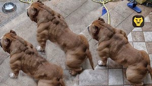 835K views · 2.8K shares | 7 Razas de perros que NO deberías tener en un apartamento - Top Fauna Salvaje No todas las razas de perro son adecuadas para mantener en un pequeño apartamento. Algunos perros simplemente no se adaptan a vivir en la ciudad y en espacios muy reducidos. Simplemente se sentiran muy mal y te lo haran saber en más de una forma... | Top Fauna Salvaje | Facebook