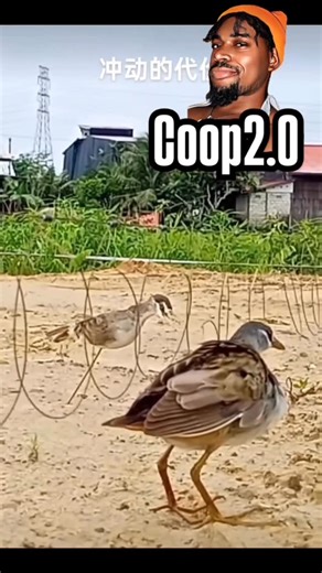 Adrian Cooper on Instagram: "Don’t fall for the trap y’all 😭😭 Funny animal voiceover by Coop2.0"