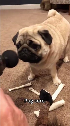 Pug core. 🐶🐶