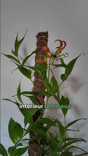 GLORIOSA SUPERBA