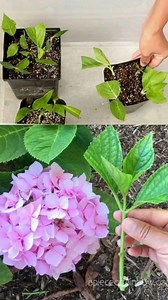 How to Cultivate Hydrangeas in Soil Using Stem Cuttings | The Perfect Garden