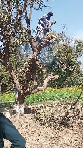 "Mango Tree Sudden Death: Causes, Treatment & Prevention | Save Your Mango Orchard!Mango Tree Sudden