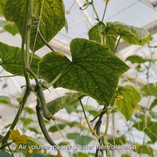 Why Greenhouse Volume Matters: Higher Yield in Large-Scale Industrial Projects