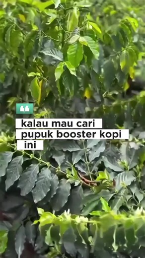 Pupuk Organik Cair Booster Kopi: Rekomendasi POC untuk Petani Kopi