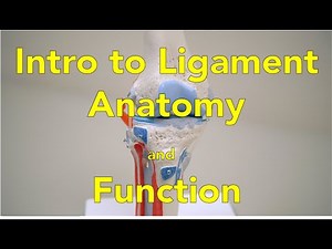 Introduction to Knee Ligament Anatomy and Function