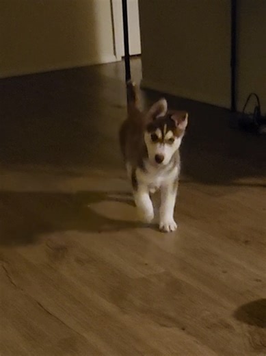 Meet Sky: Our Adorable Husky Puppy