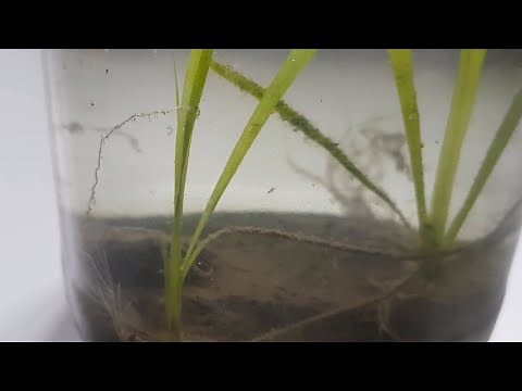 A Planted Ecosphere - Making a new DIY ecosphere