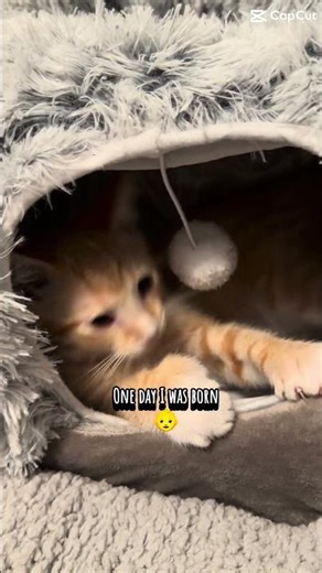 Life Update: Everyone’s Still Annoying 😾 | Dax the Cat