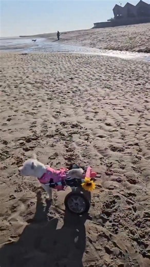 I will NEVER stop fighting 🌟 Pumpkin’s Story ❤️ We’ve had lots of new followers recently and so many lovely questions, so it feels like the perfect time to share Pumpkin’s story 🐾 We adopted Pumpkin when she was just 8 weeks old Oct 2021, and our family instantly fell in love with her. ❤️ From the start, it was clear something was wrong, she couldn’t use her back legs and had no control of her bladder or bowels. Six local vets told us the same heartbreaking thing, that Pumpkin should be put to