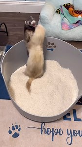 Rotating the ferret dig box! Ferret dig boxes are an excellent form of enrichment, and there are lots of options that you can use to fill a dig box . Our most recent dig box was made using macaroni noodles. Unfortunately, I noticed the ferrets were getting bored with their macaroni dig box. They were not playing with it very often, which can sometimes happen since ferrets tend to get bored pretty easy. So I decided to switch the macaroni out for grain rice. ‼️Instant rice is not recommended for 