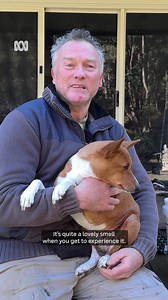 Audrey and Winnie know best 🐕 The two Basenjis are busy sniffing the ground in search of truffle in exchange for a treat. The dogs are hard at work as demand for fresh truffles continues to grow, with Australia now the fourth-largest producer in the world. Personalise your news and stay in the know with the ABC NEWS app: https://ab.co/abcnewsapp #ABCNewsVic | ABC Melbourne