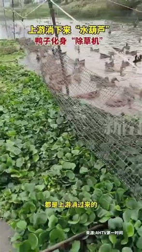 Farmers are using ducks to eat the rapidly growing aquatic weeds and restore the water environment.