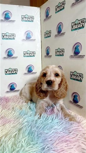 TPC Cocker Spaniel Puppy (Female)