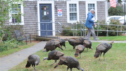 The gobbling washashores: How wild turkeys returned to Cape Cod