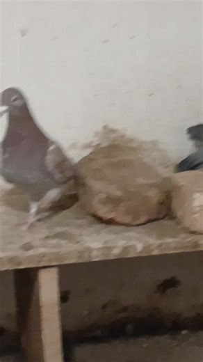 Marko Tadic on Reels | Facebook