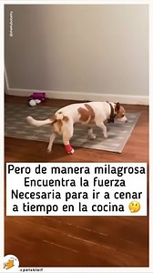78K reactions · 4.5K shares | Y el Oscar va para... ¿Cuantos de aquí tienen a su mascota igual de dramática?  Crédito a: @sharkybobarky y @pets4laif . #pets #funny #dog #cat #perro #gato #meme #cute #puppy #michi #fypシ #perrosdeinstagram #parati | Peludos | Facebook
