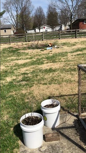 HAWK HAWK - Training Chickens to avoid Hawks