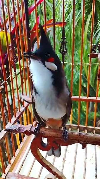 💎Bird Singing🥰 #เสียงร้องนกกรงหัวจุก #chàomàohót #คนรักนกแดนสะตอ