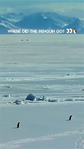 FirstCry India on Instagram: "When you’re one-of-a-kind, you don’t just walk into any store… you walk into FirstCry 🐧✨ From playful prints to standout fits, our penguin found his perfect vibe — because being different is always in style. So whether your little one loves bold, cute, quirky or cool, there’s something waiting just for them at FirstCry 💛 (Penguin Approved ,FirstCry Finds, Engagement , Kids Style Goals , Tiny Trendsetters , Unique Like You , FirstCry Fashion , Little Looks Big Styl