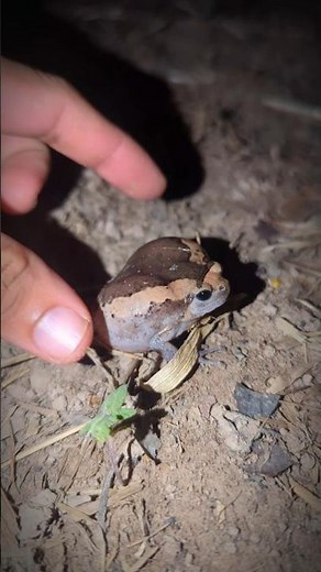 Hilarious Frog Moments That Broke the Internet! 🐸😂 (You Won't Stop Laughing!)