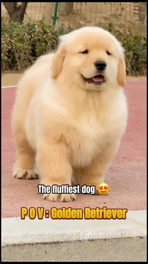 The fluffiest golden retriever you’ll see today 🐕