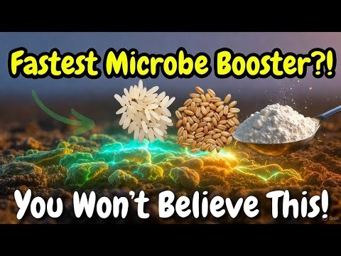 “Rice vs Flour vs Wheat: The SHOCKING Microbe Test Every Gardener MUST See!”