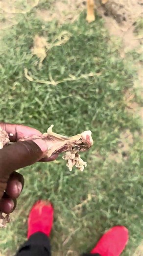 My Dog Joins the Village Feast | Eating Traditional Meat Together in Africa